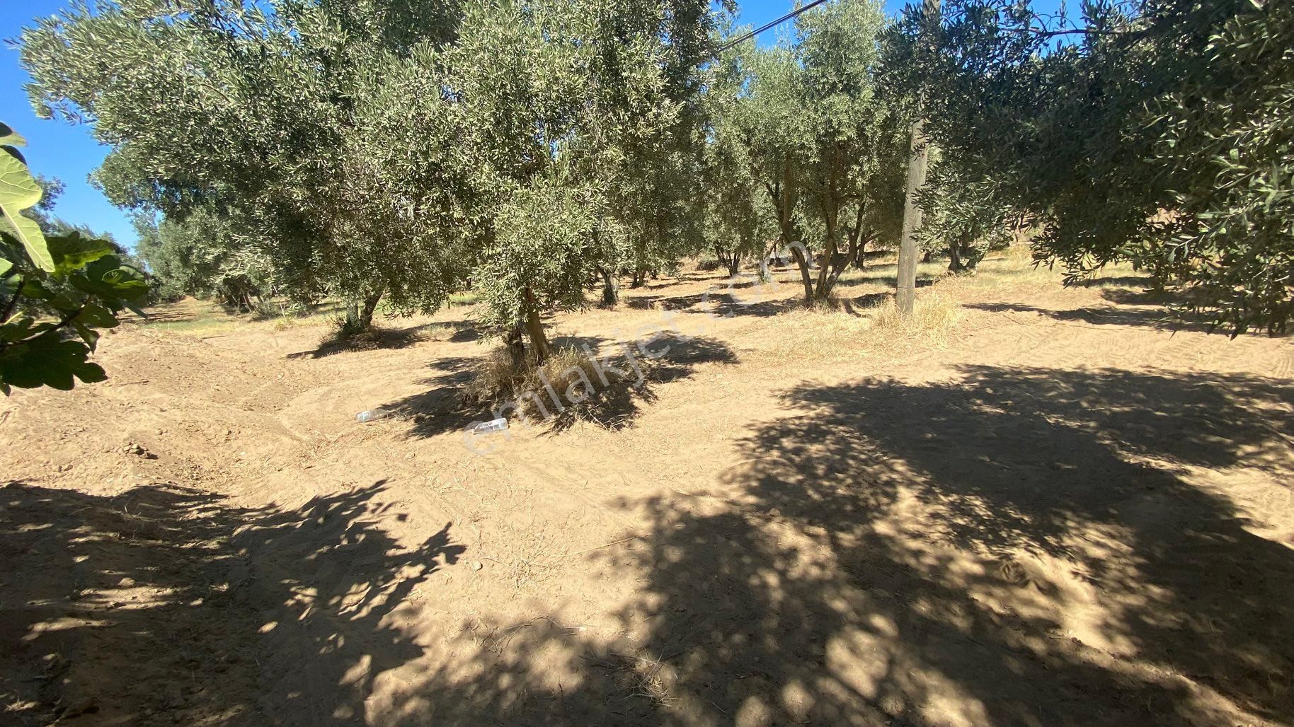 Arpazda 9 Dönüm Zeytinlik - Görsel 17