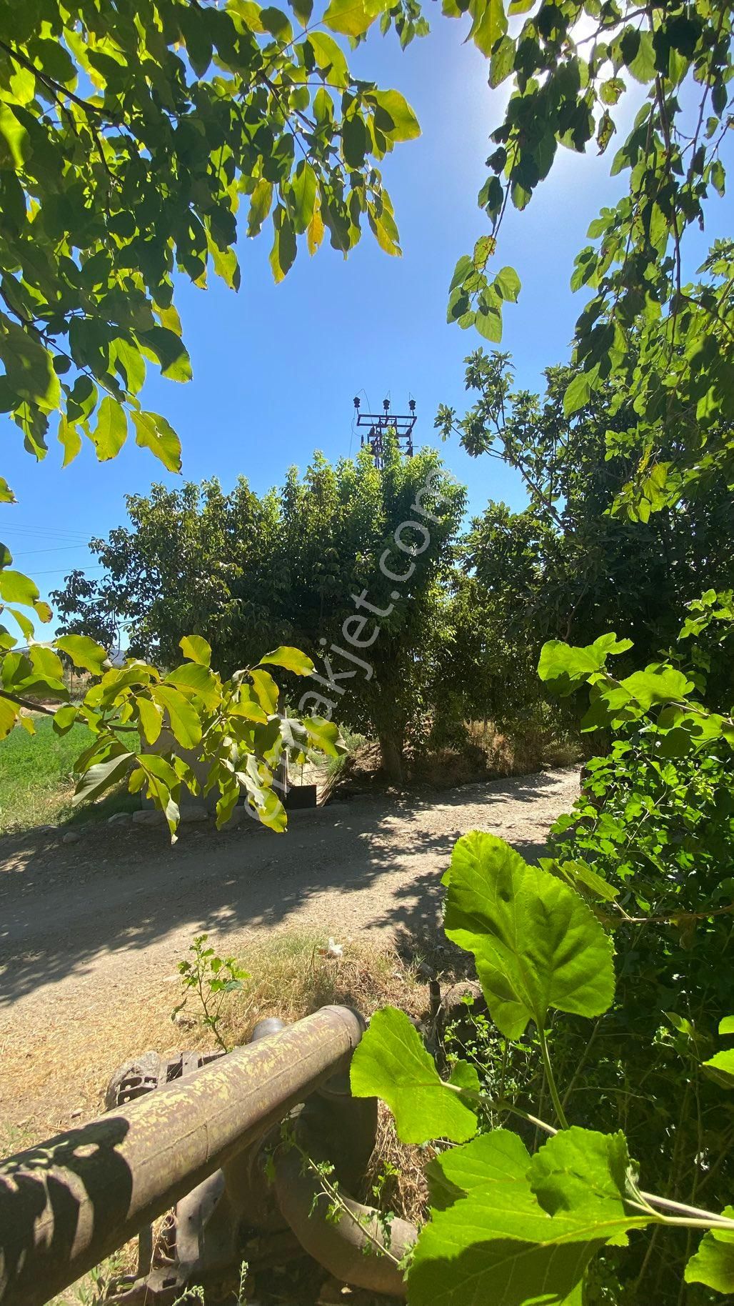 Arpazda 9 Dönüm Zeytinlik - Görsel 14