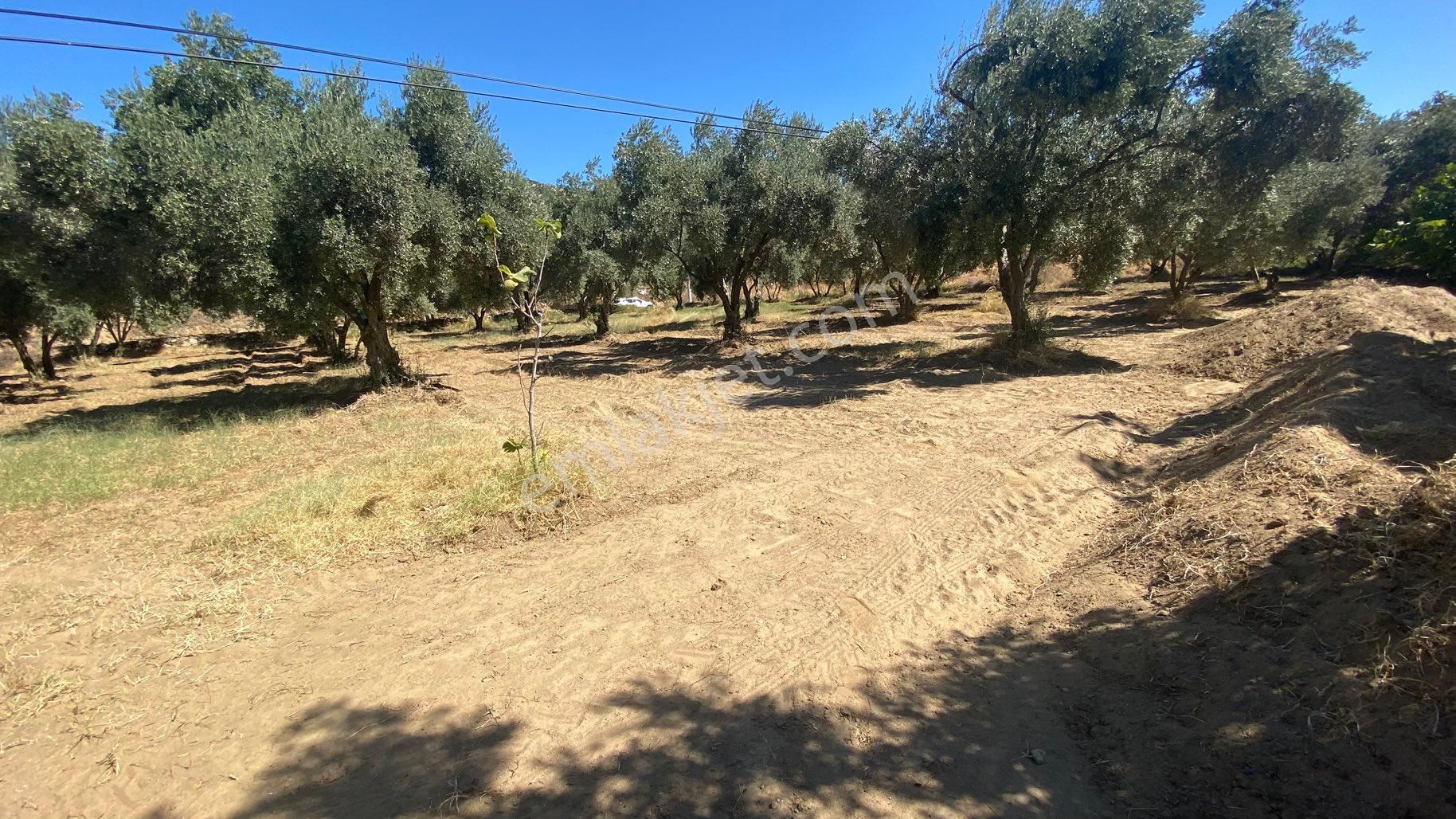 Arpazda 9 Dönüm Zeytinlik - Görsel 4