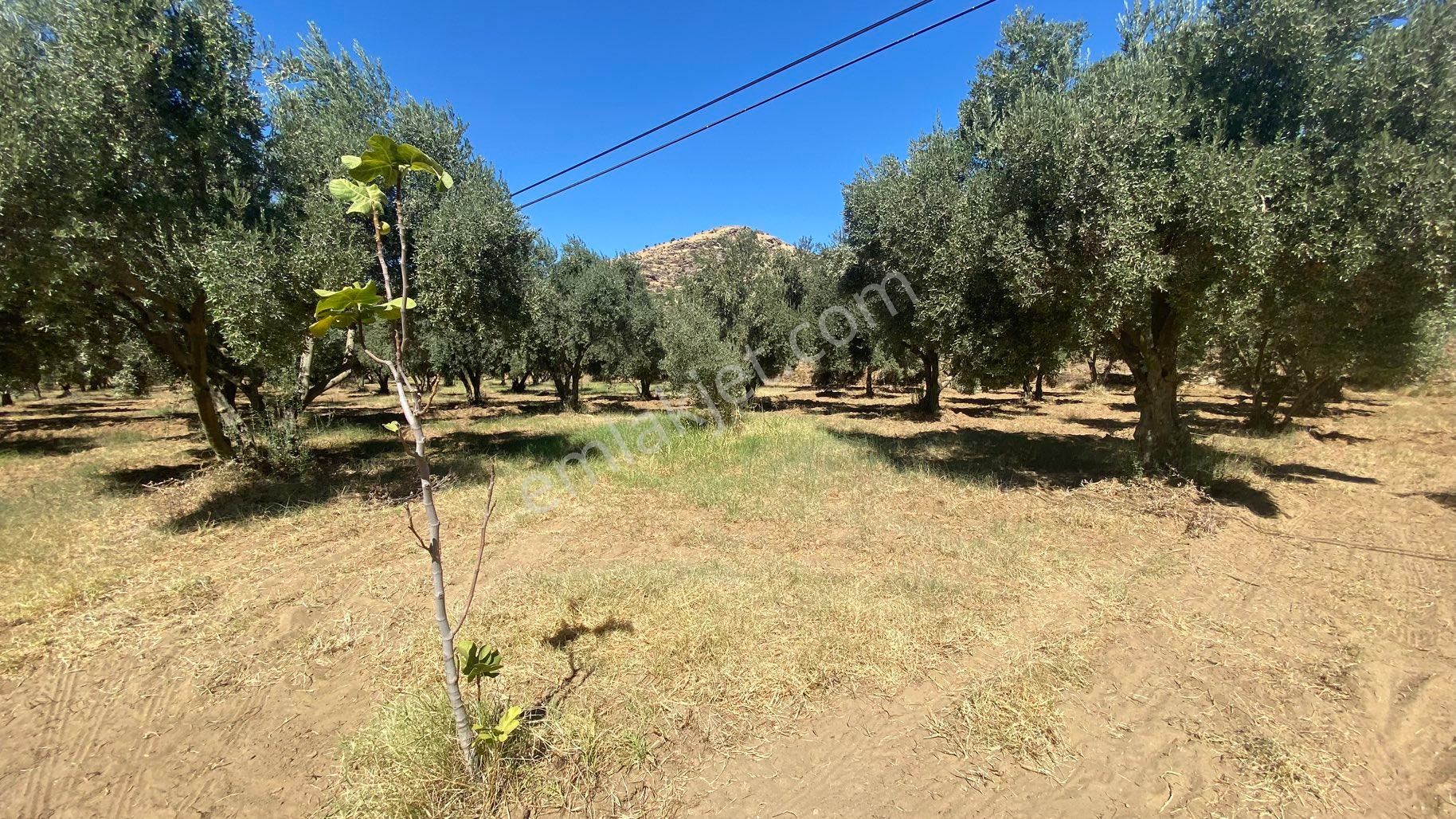 Arpazda 9 Dönüm Zeytinlik - Görsel 7