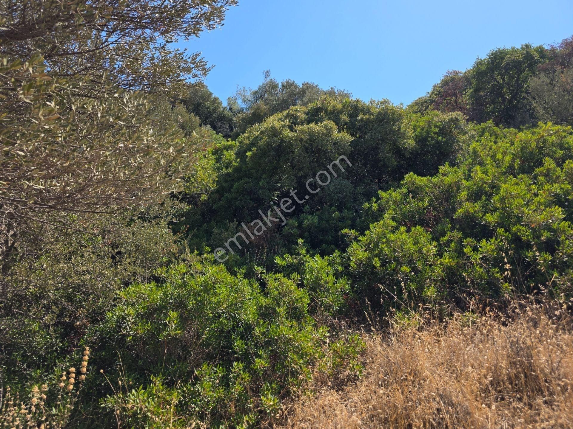 Yeni Foça Sazlıca Köşe Müstakil Parsel İmarlı Satılık Arsa - Görsel 3