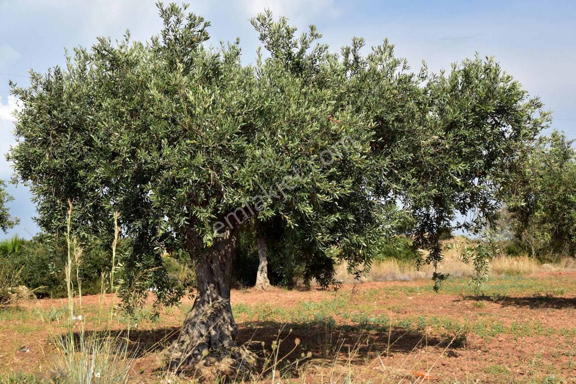 Nazilli Kardeş Köyde Mükemmel Zeytinlik - Görsel 5