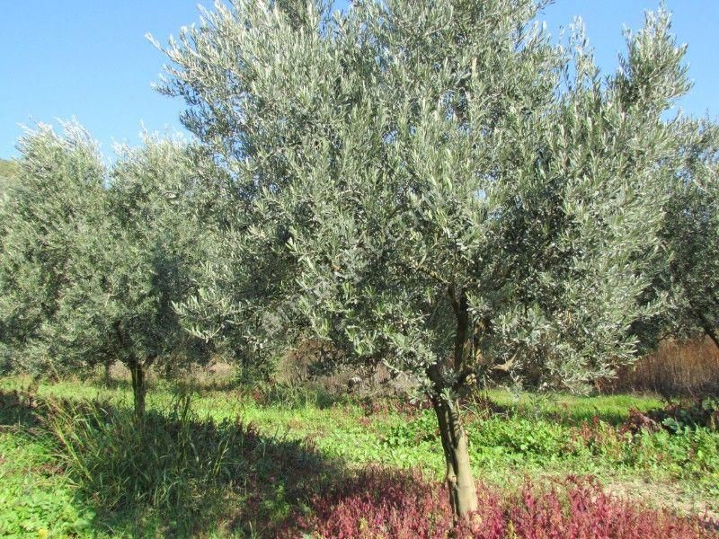 Nazilli Kardeş Köyde Mükemmel Zeytinlik - Görsel 3