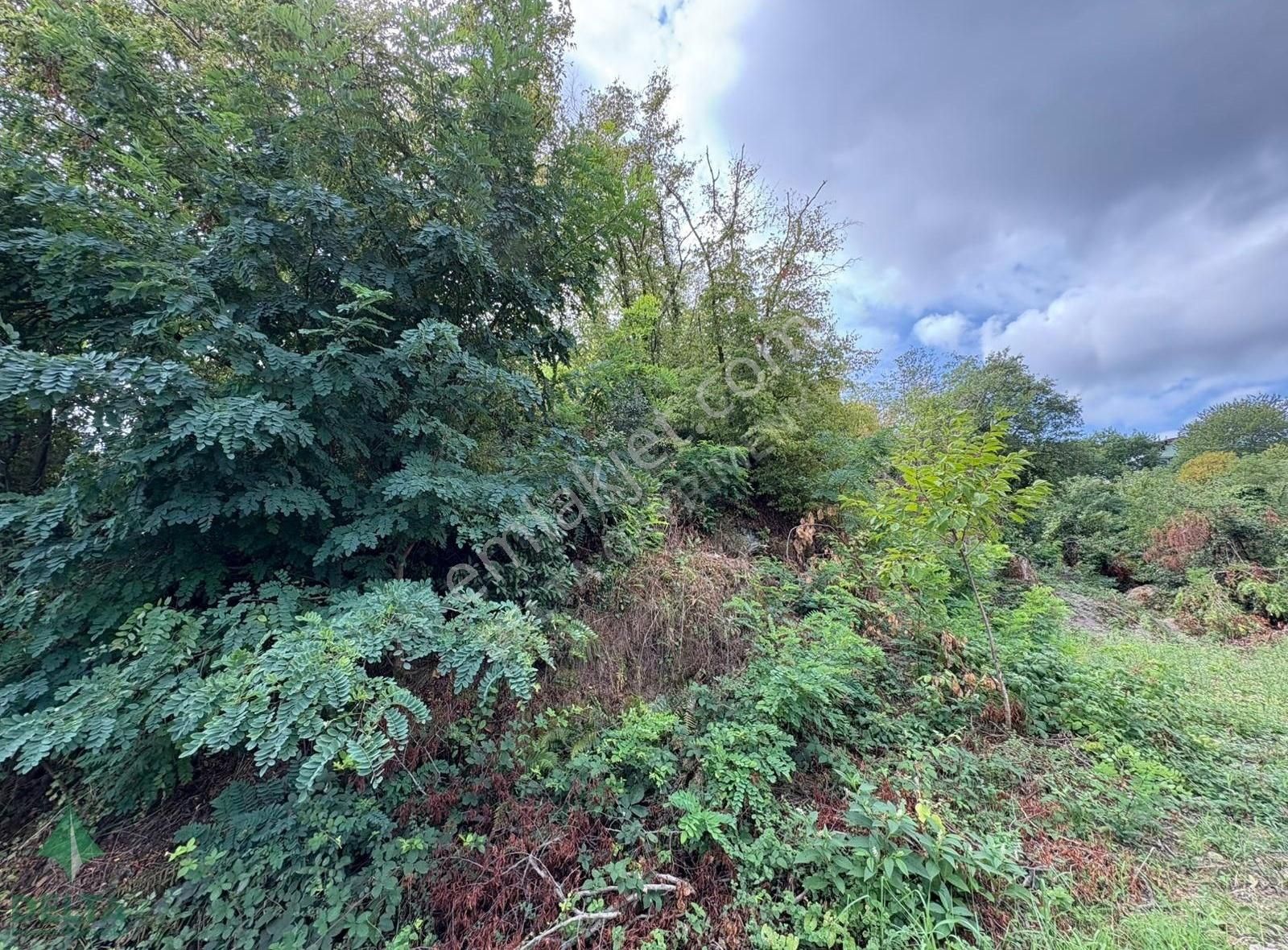 Delta Gayrimenkul'den Ordu Perşembe De Denize Sıfır Arsa... - Görsel 20