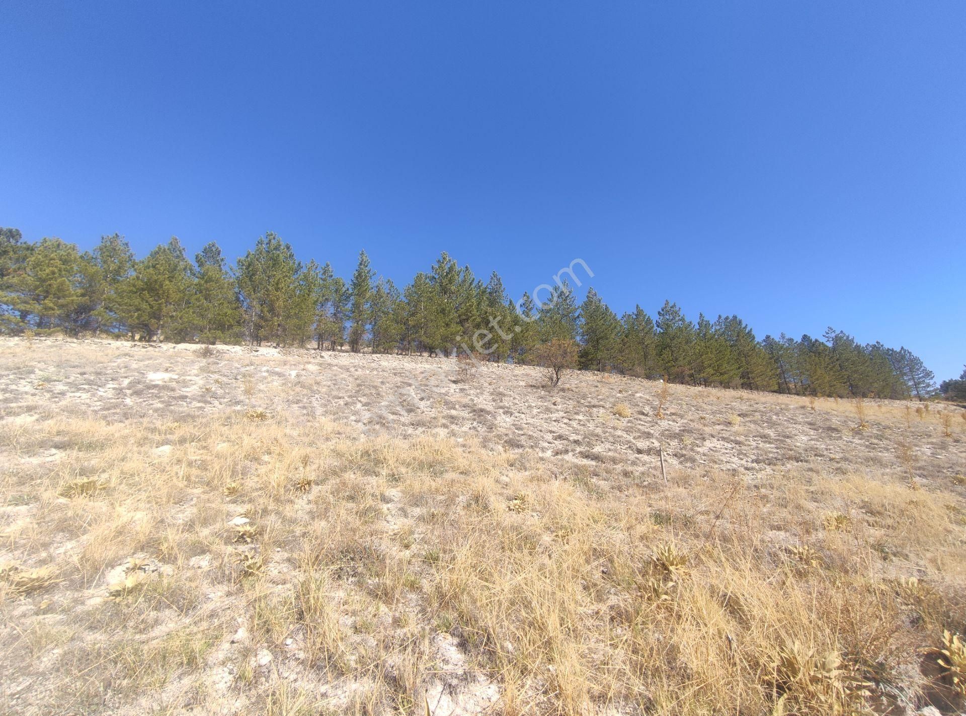 Özpınar ,dan Tol Satılık Sulu Tarla 4400 M2 Anayola 1 Km. - Görsel 11