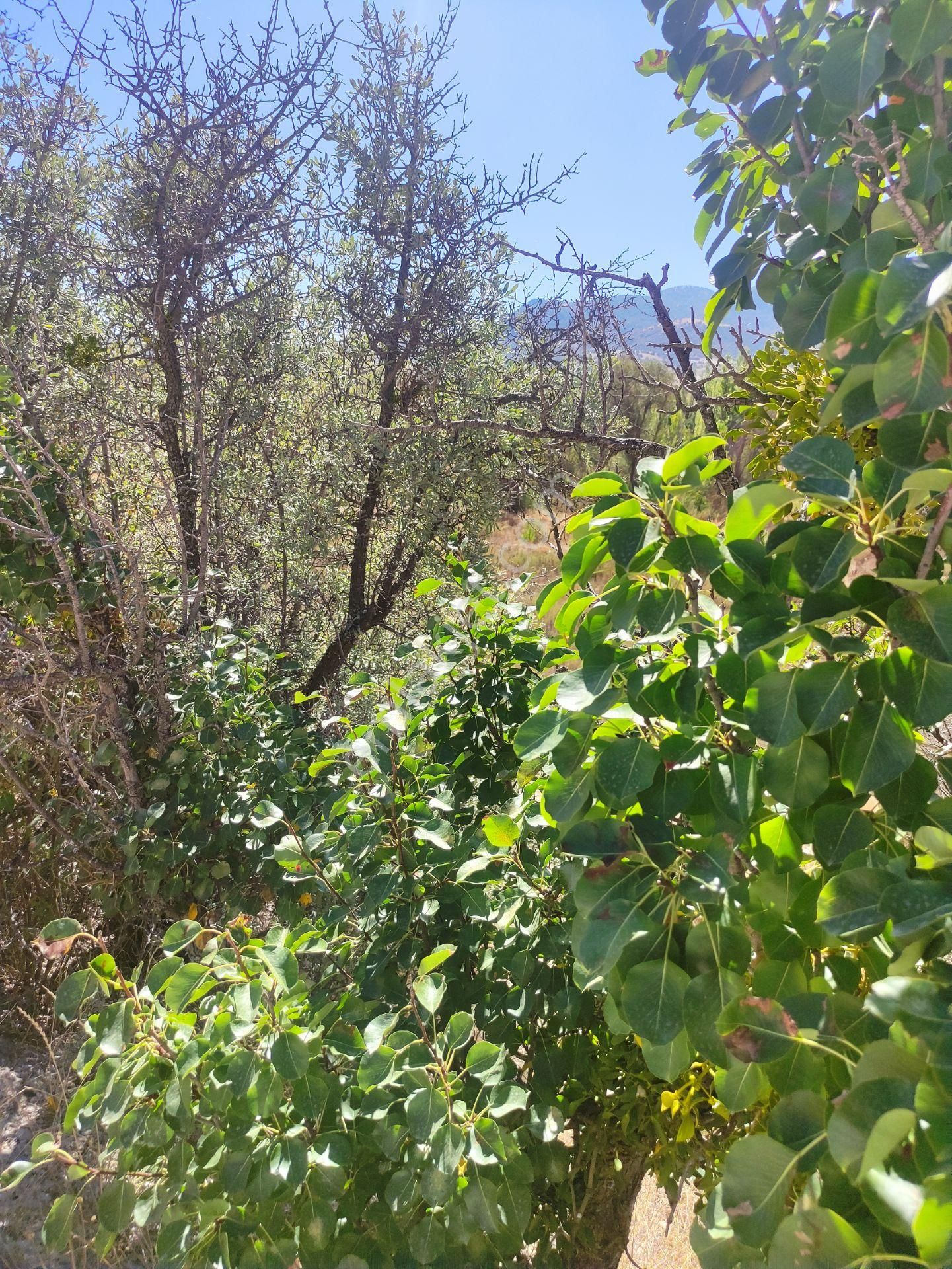 Özpınar ,dan Tol Satılık Sulu Tarla 4400 M2 Anayola 1 Km. - Görsel 30