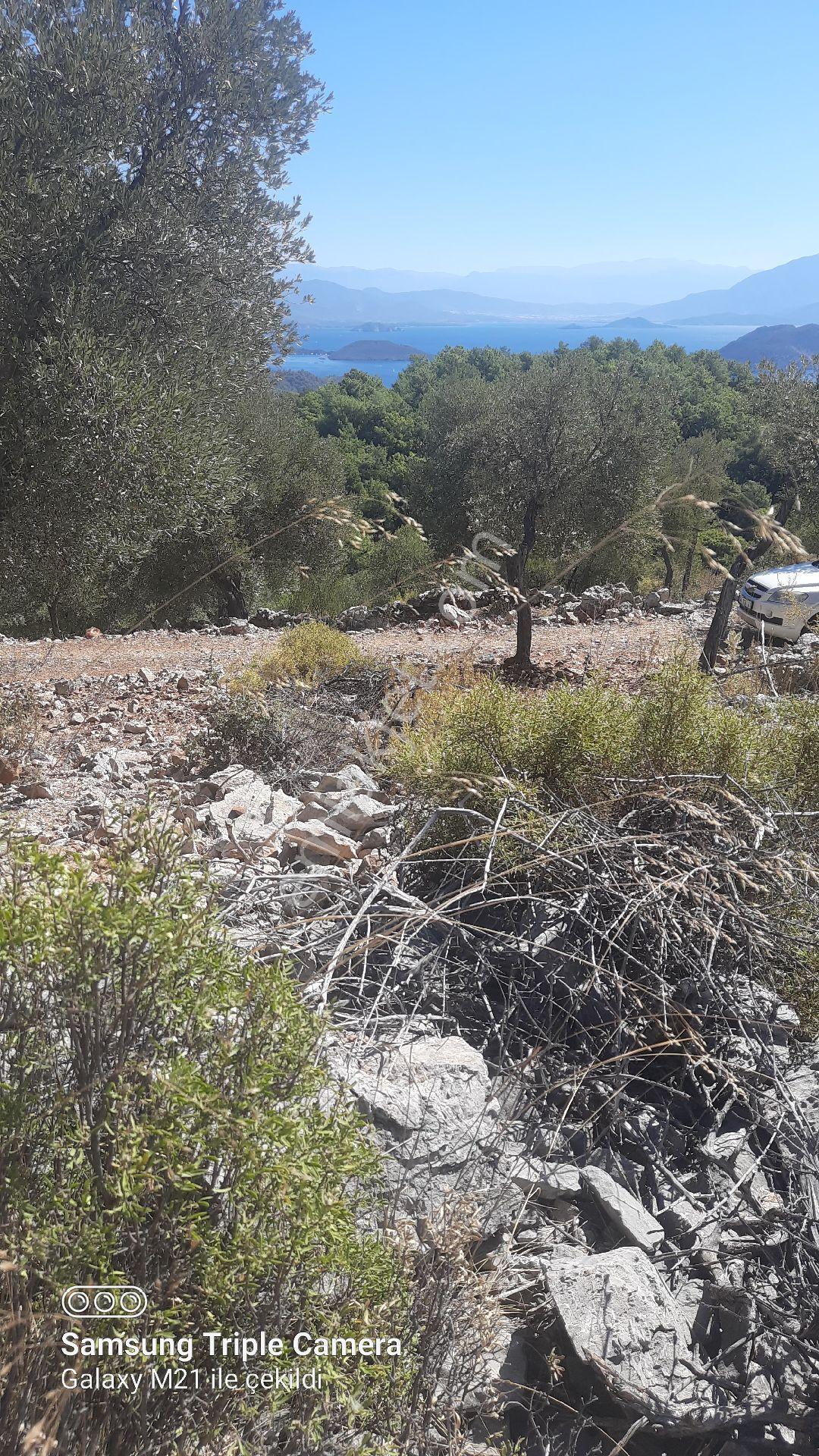 Kapukargında 1440 M2 Zilliyetli Zeytinlik - Görsel 19
