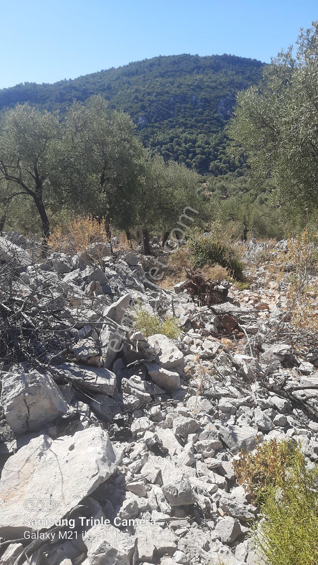 Kapukargında 1440 M2 Zilliyetli Zeytinlik - Görsel 17