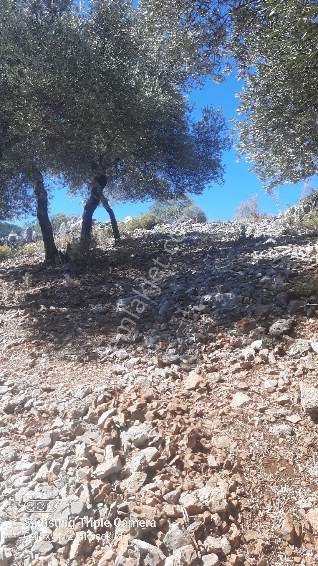 Kapukargında 1440 M2 Zilliyetli Zeytinlik - Görsel 11