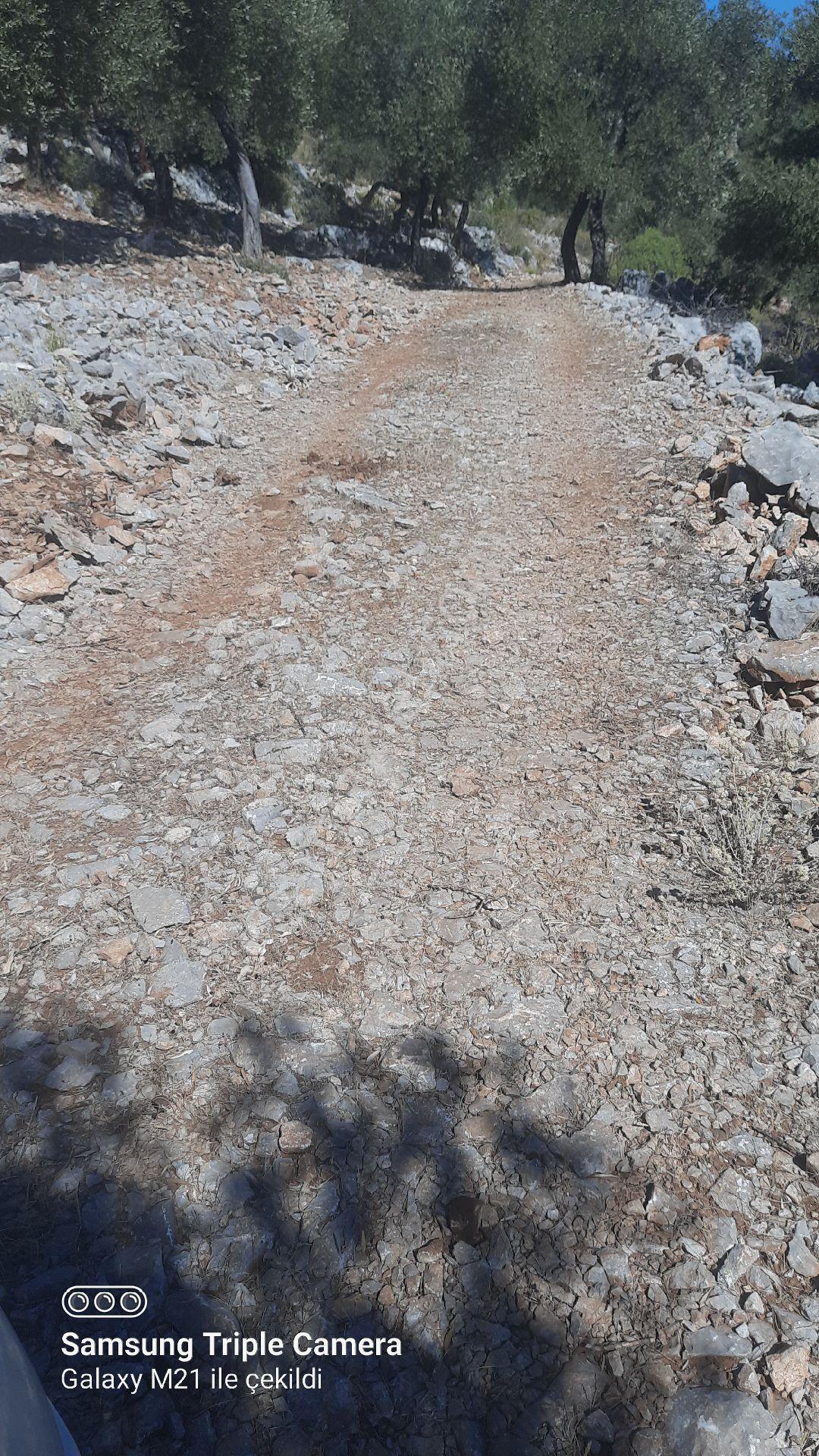 Kapukargında 1440 M2 Zilliyetli Zeytinlik - Görsel 8