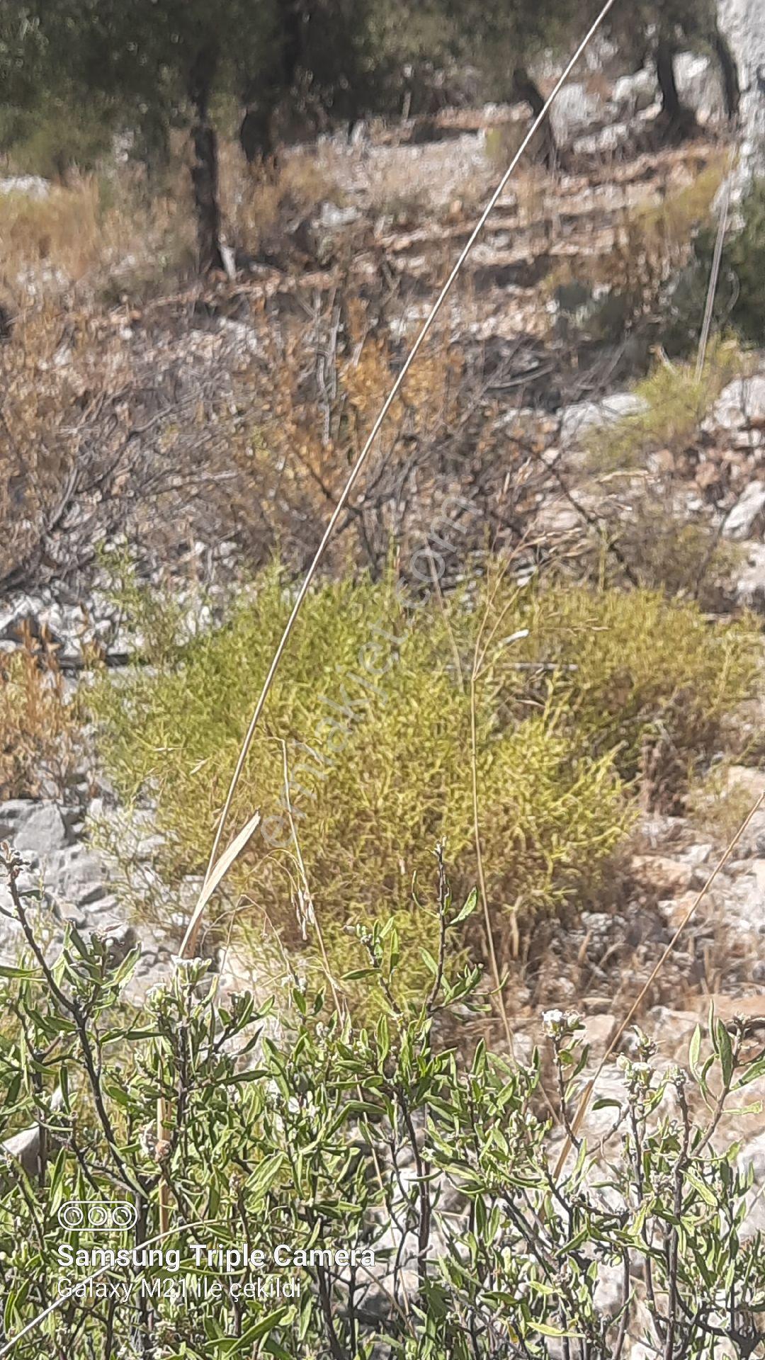 Kapukargında 1440 M2 Zilliyetli Zeytinlik - Görsel 5