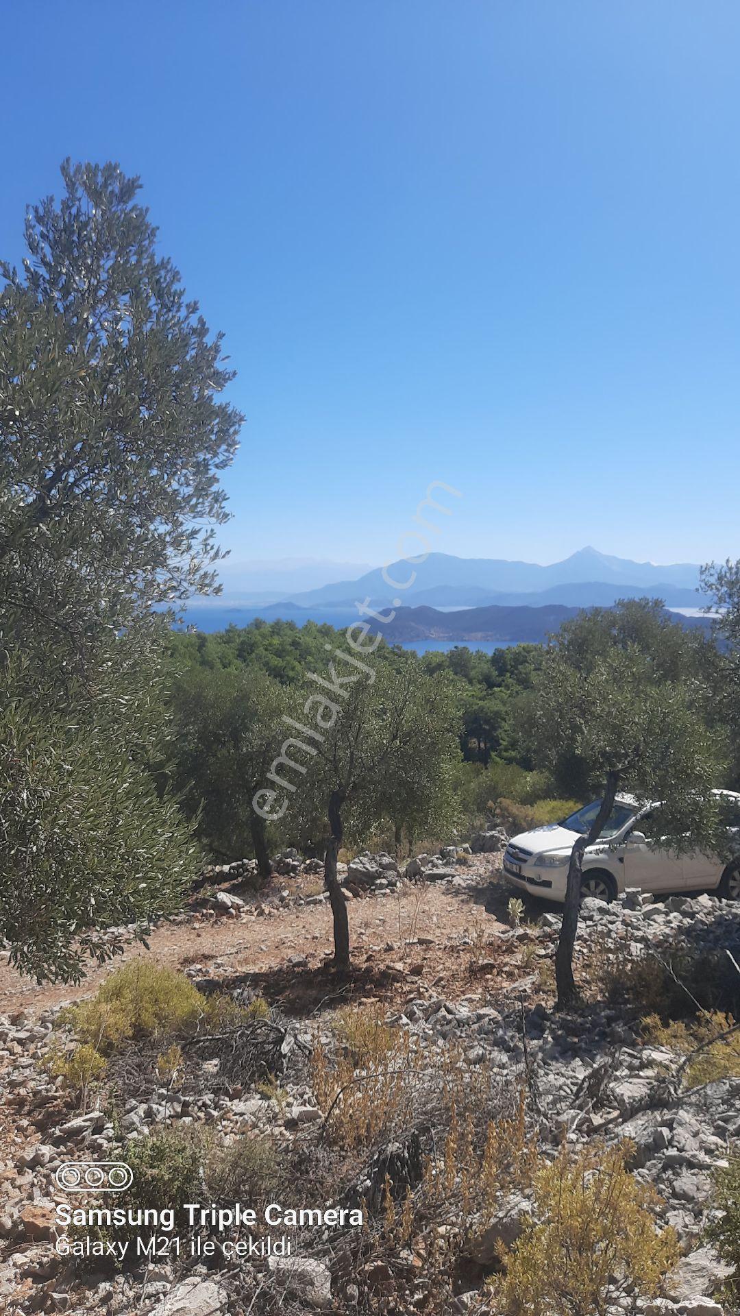 Kapukargında 1440 M2 Zilliyetli Zeytinlik