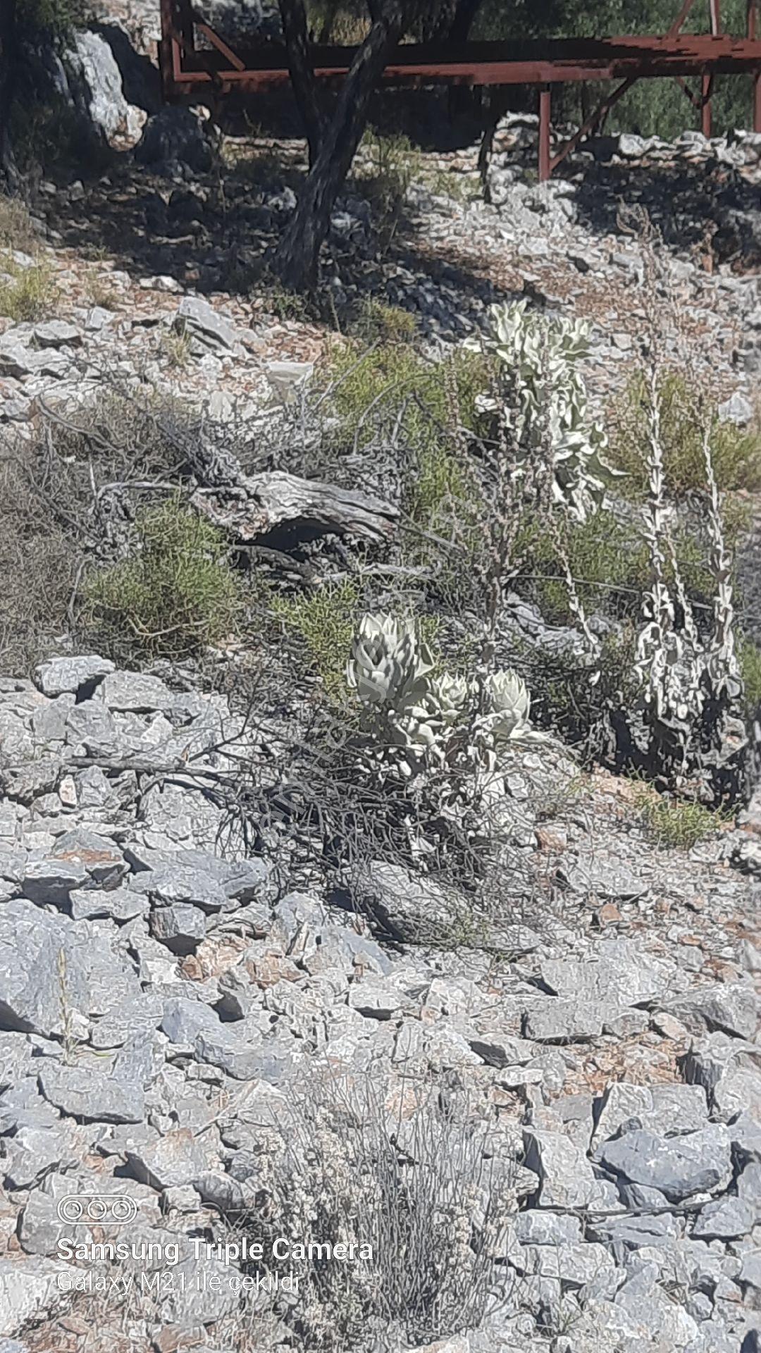 Kapukargında 1440 M2 Zilliyetli Zeytinlik - Görsel 3