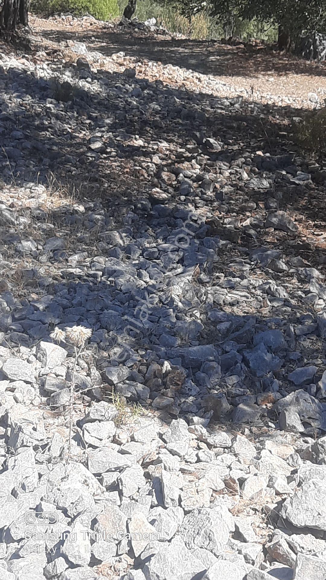Kapukargında 1440 M2 Zilliyetli Zeytinlik - Görsel 6