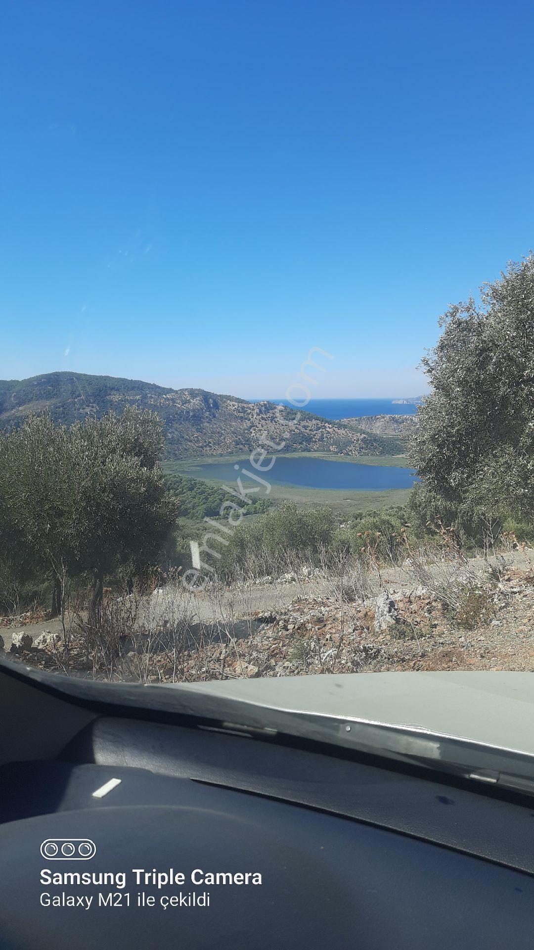 Kapukargında 1440 M2 Zilliyetli Zeytinlik - Görsel 4