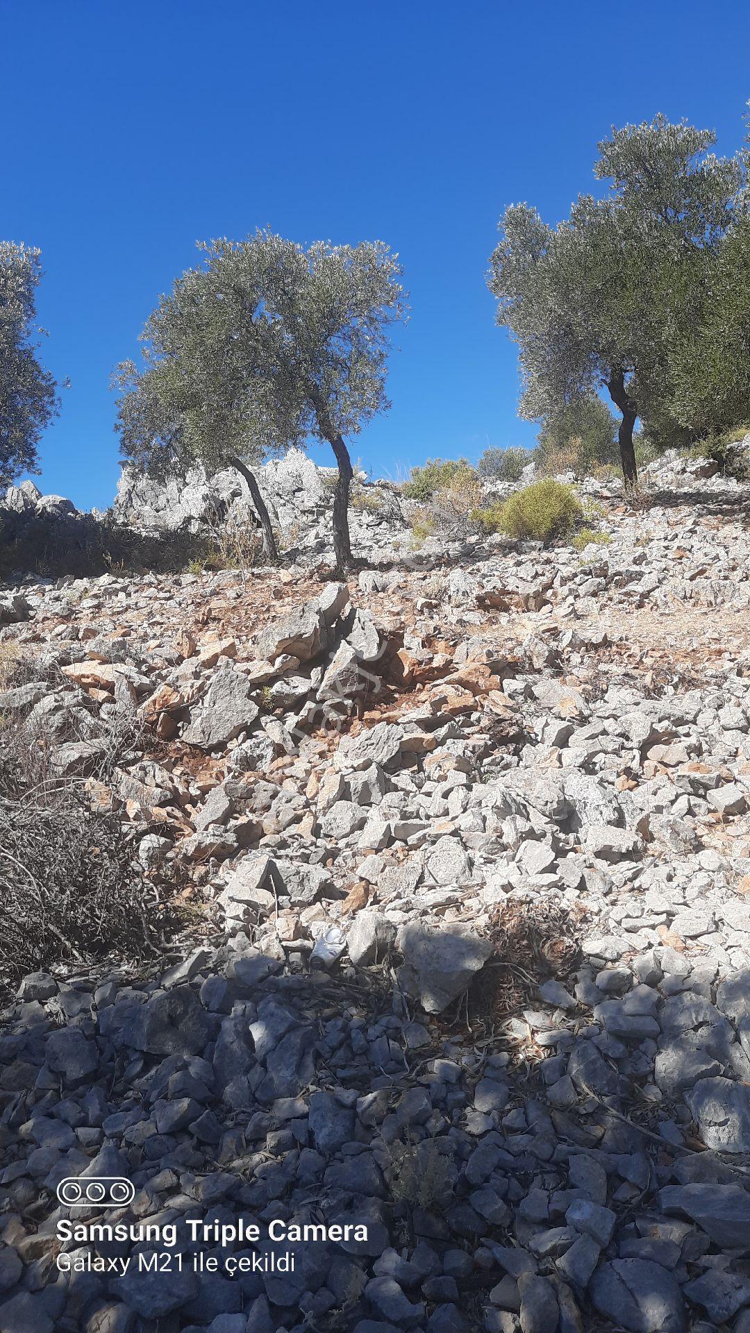 Kapukargında 1440 M2 Zilliyetli Zeytinlik - Görsel 9