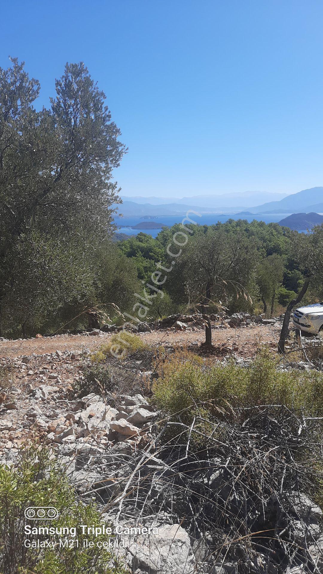 Kapukargında 1440 M2 Zilliyetli Zeytinlik - Görsel 16