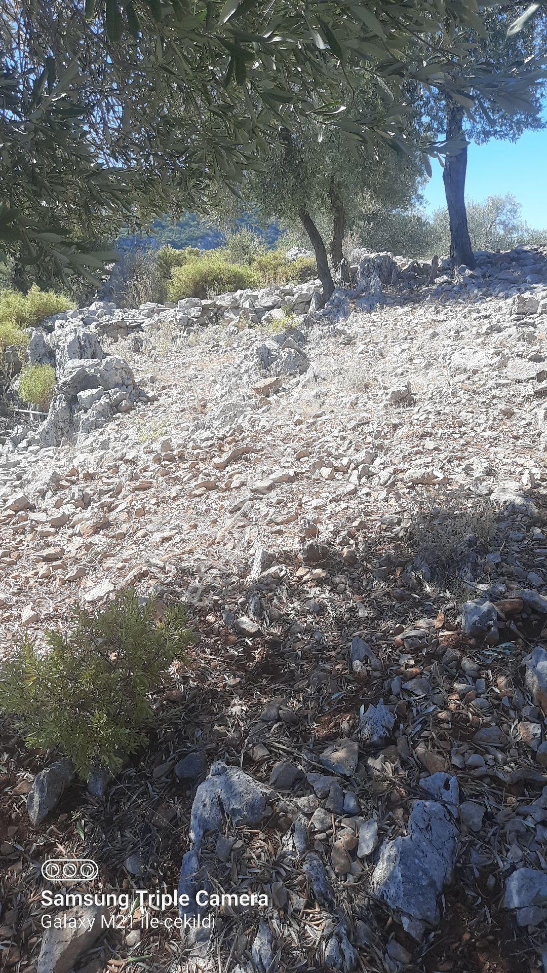 Kapukargında 1440 M2 Zilliyetli Zeytinlik - Görsel 10
