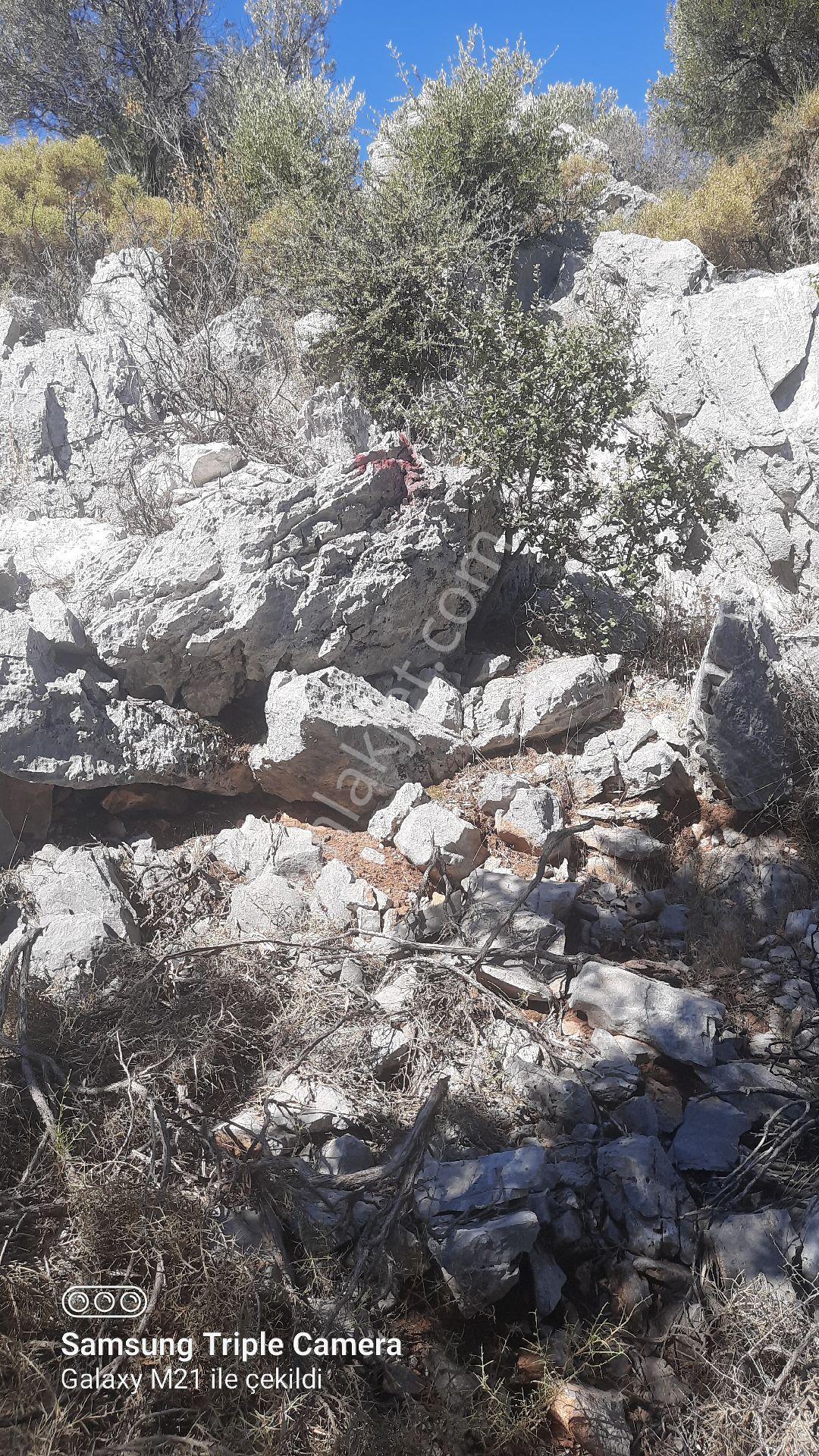 Kapukargında 1440 M2 Zilliyetli Zeytinlik - Görsel 23