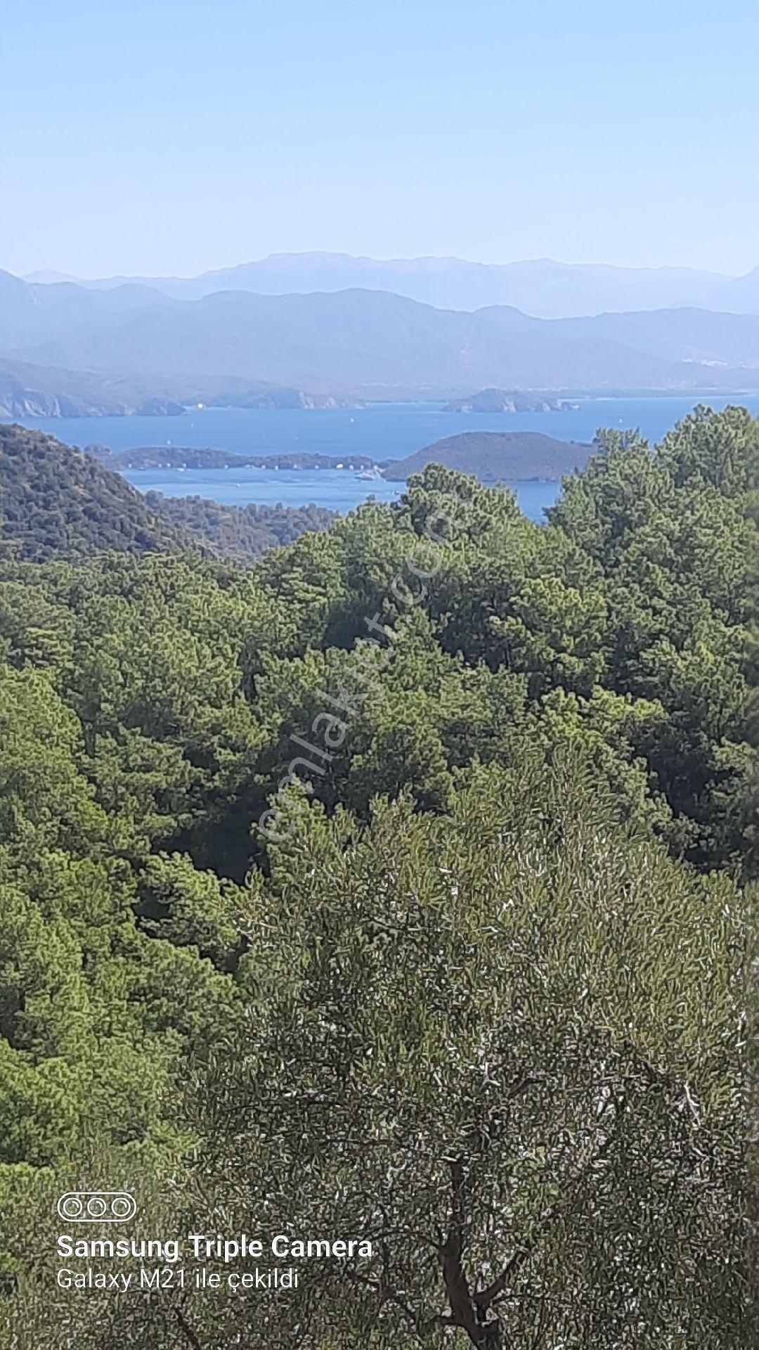 Kapukargında 1440 M2 Zilliyetli Zeytinlik - Görsel 7