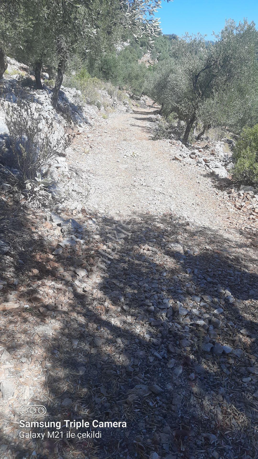 Kapukargında 1440 M2 Zilliyetli Zeytinlik - Görsel 13