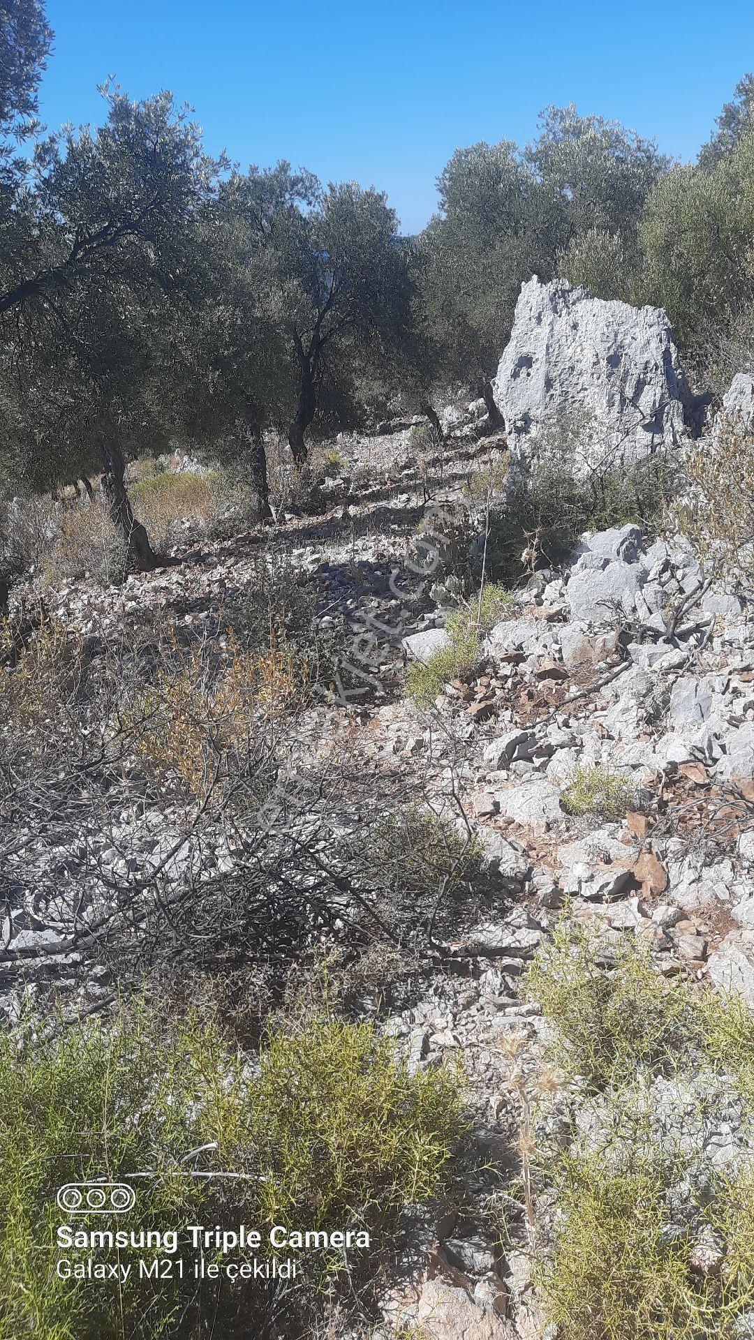 Kapukargında 1440 M2 Zilliyetli Zeytinlik - Görsel 18