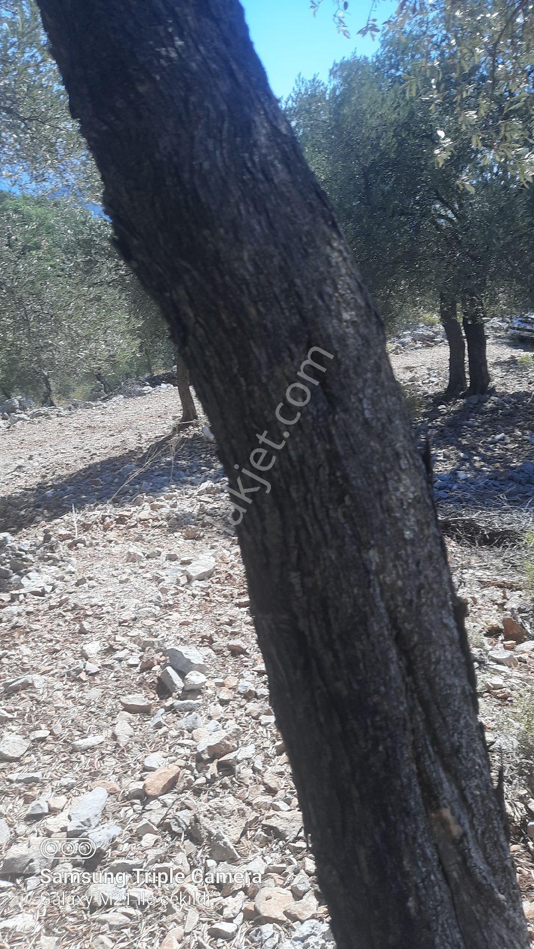 Kapukargında 1440 M2 Zilliyetli Zeytinlik - Görsel 20