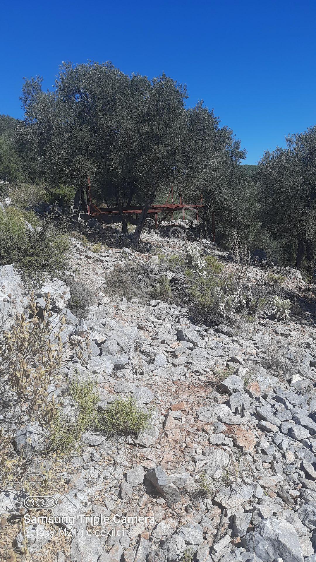 Kapukargında 1440 M2 Zilliyetli Zeytinlik - Görsel 14