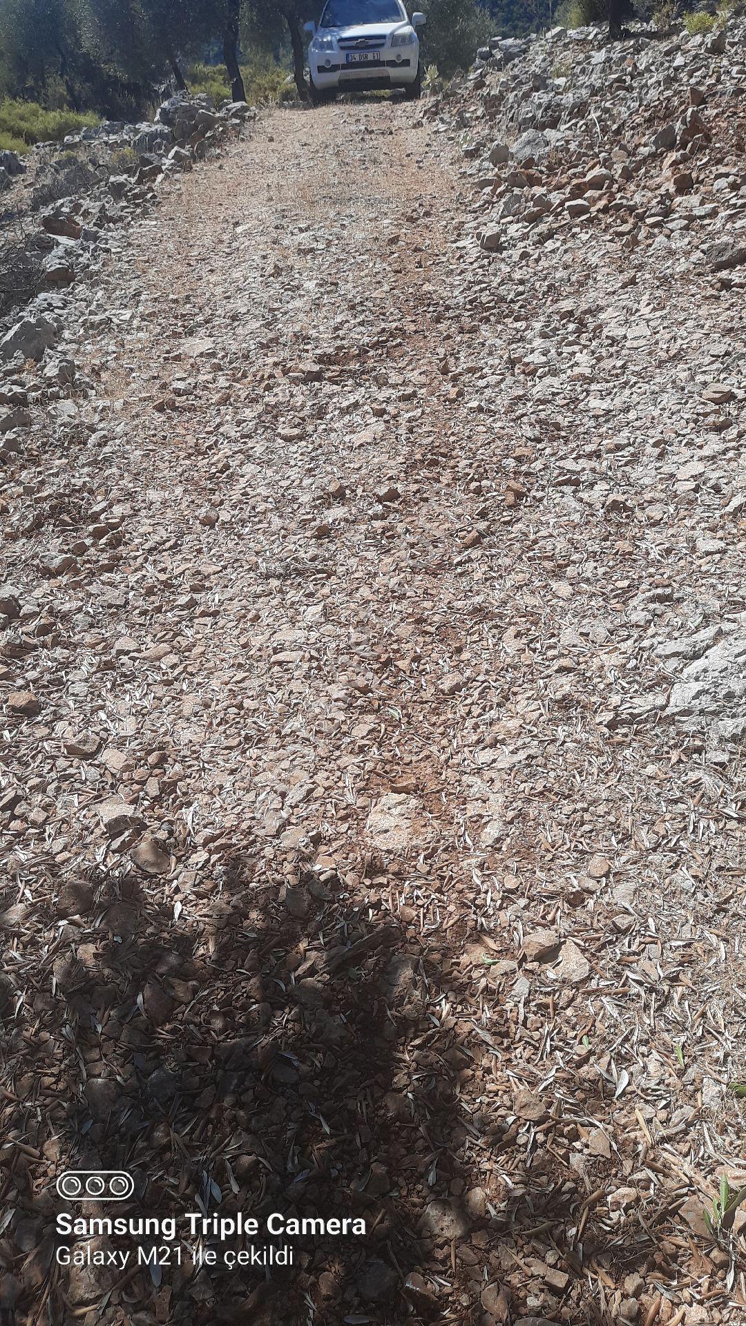 Kapukargında 1440 M2 Zilliyetli Zeytinlik - Görsel 12