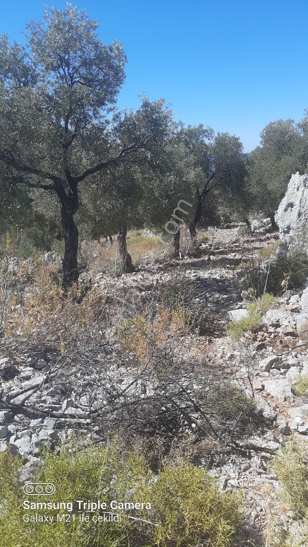 Kapukargında 1440 M2 Zilliyetli Zeytinlik - Görsel 15