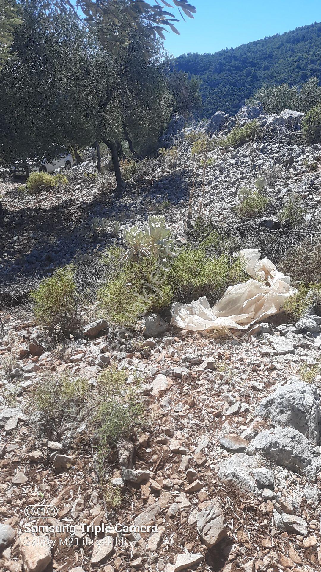Kapukargında 1440 M2 Zilliyetli Zeytinlik - Görsel 21