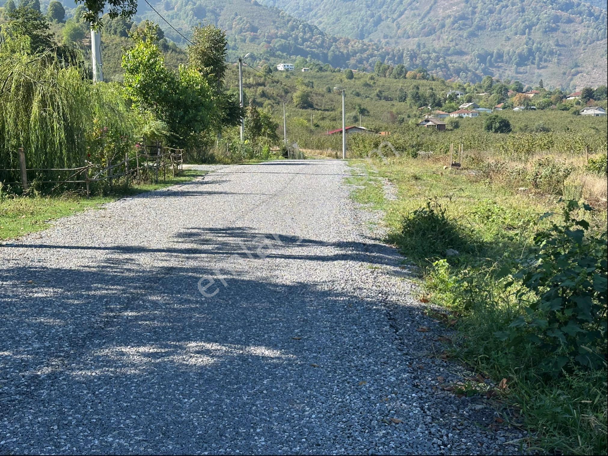 Satılık Fındık Bahçesi Aydınpınar Köyü - Görsel 5