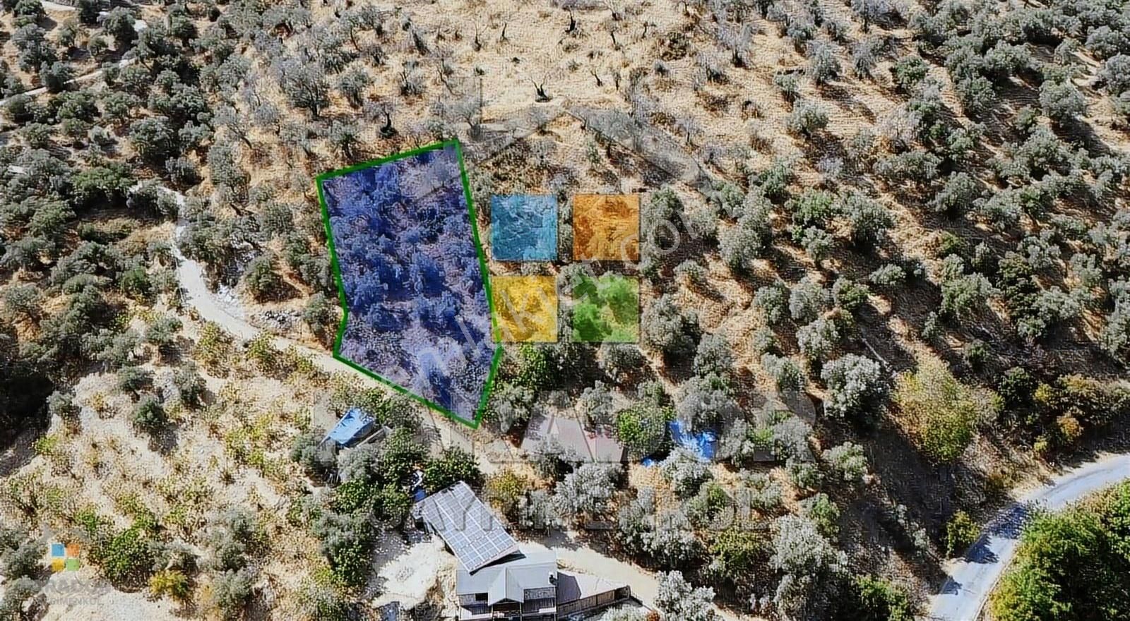 Aydın Sultanhisar Demirhan Mahallesi Satılık 1330 M² Zeytinlik - Görsel 2