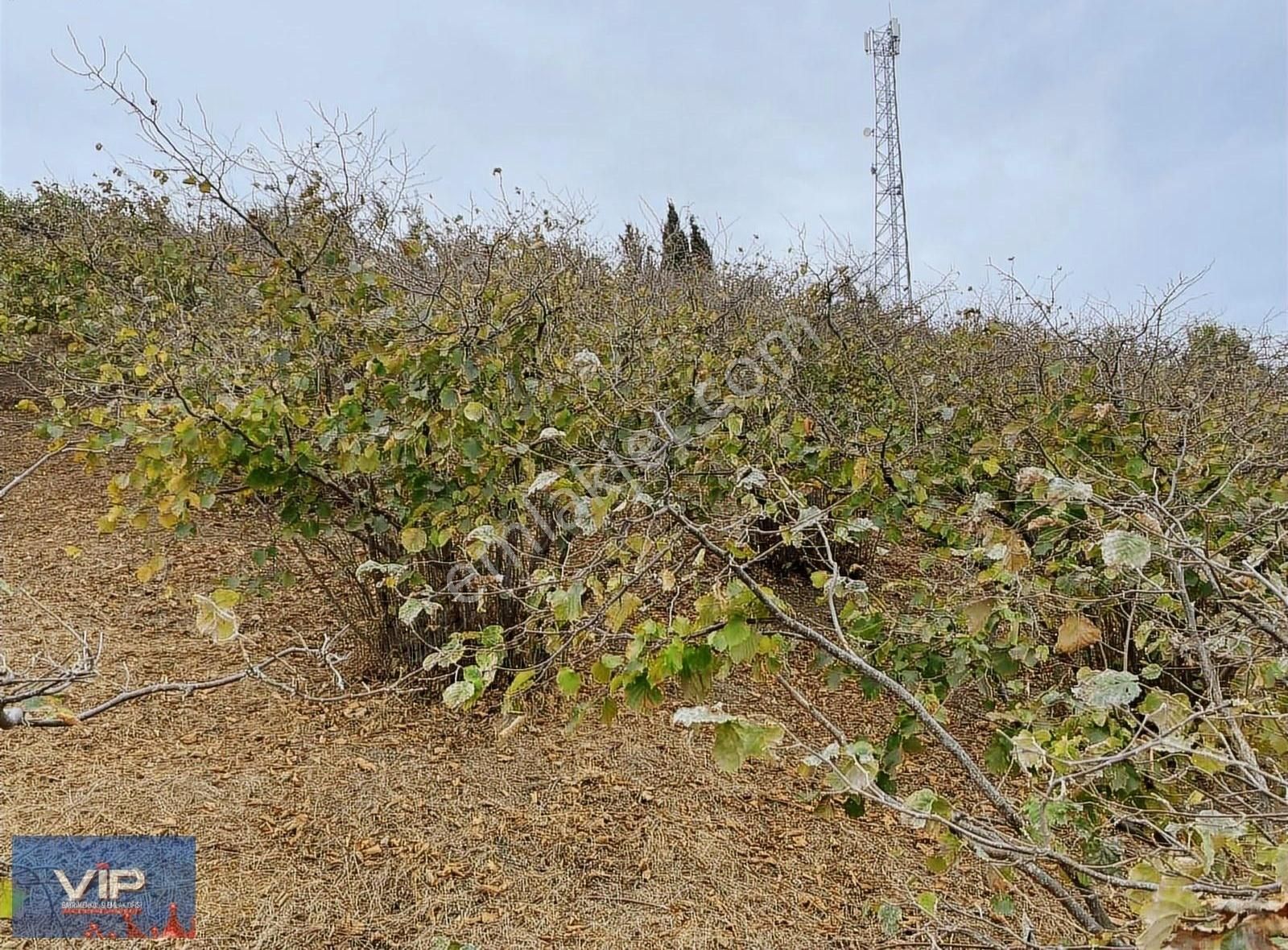 Akçaabatta Full Deniz Manzaları Satılık Arsa - Görsel 3