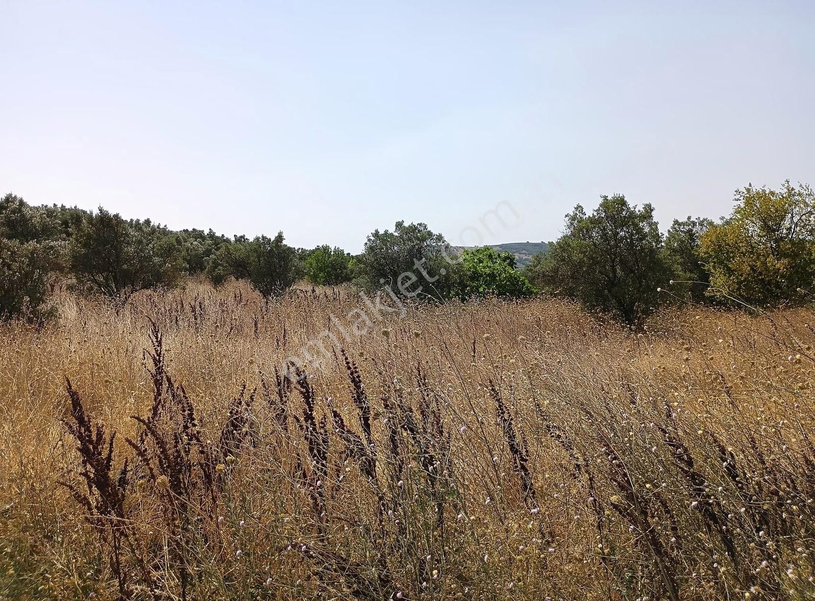 Mudanya Mirzaoba Da Satılık Hobi Bahçesi