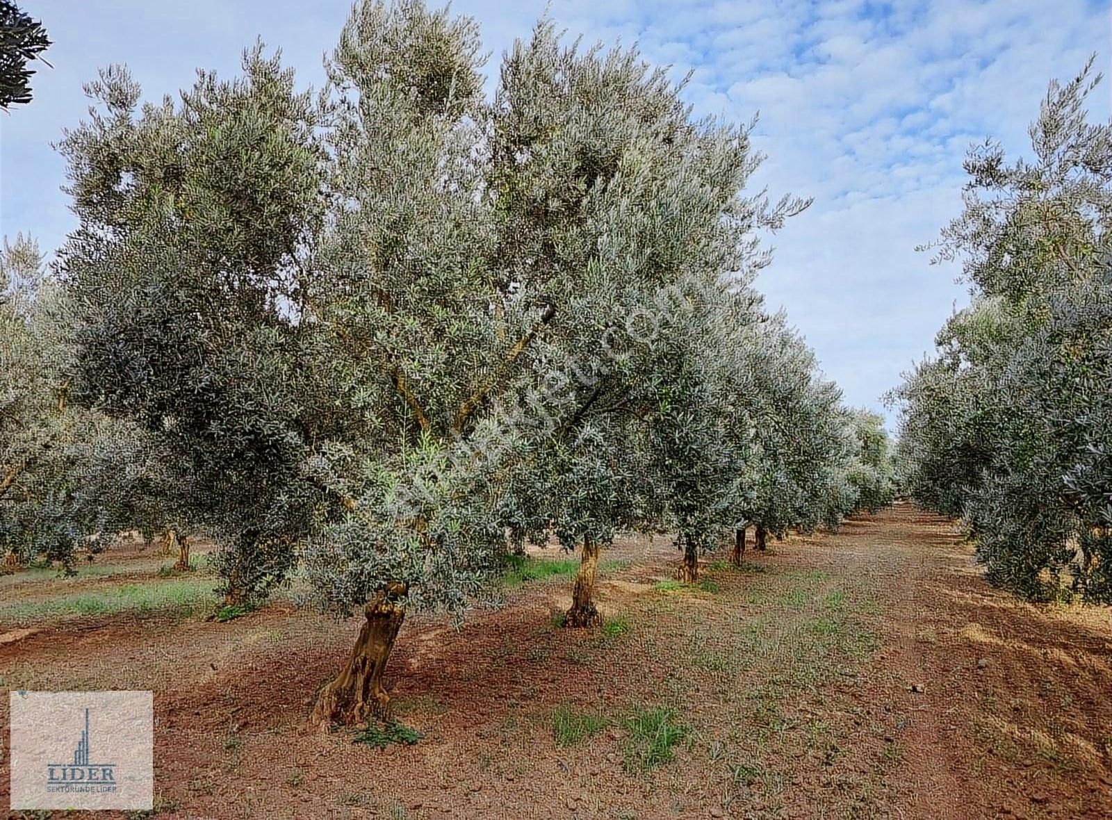 Bursa Orhangazi'de Emsaline Az Rastlanan 7833m2 Süper Zeytinlik - Görsel 18