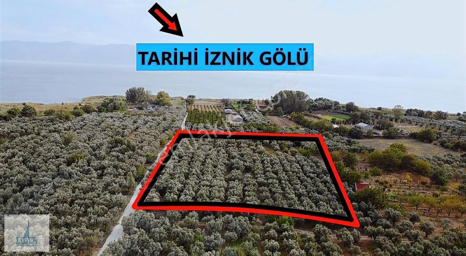 Bursa Orhangazi'de Emsaline Az Rastlanan 7833m2 Süper Zeytinlik - Görsel 12