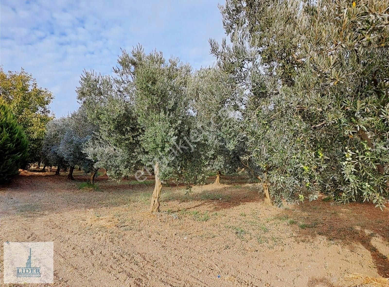 Bursa Orhangazi'de Emsaline Az Rastlanan 7833m2 Süper Zeytinlik - Görsel 20