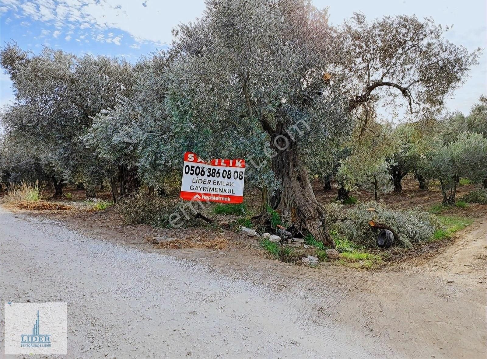 Bursa Orhangazi'de Emsaline Az Rastlanan 7833m2 Süper Zeytinlik - Görsel 8
