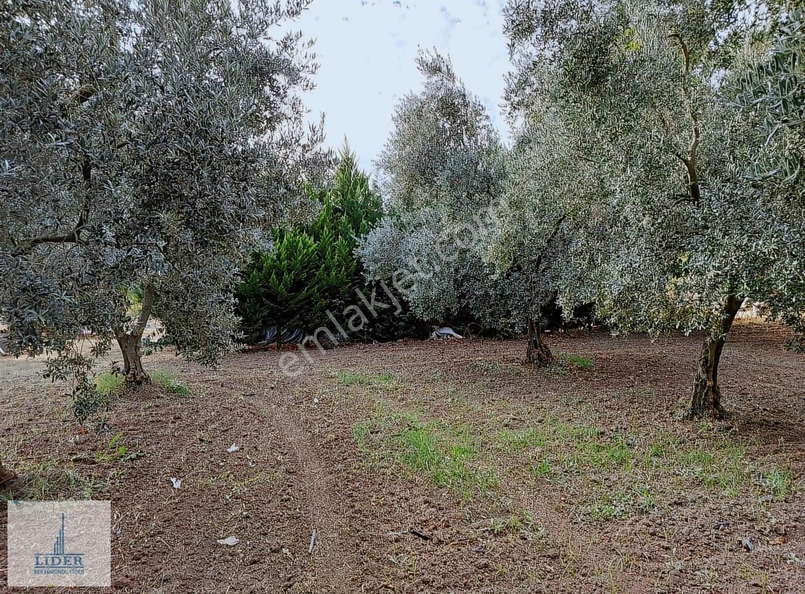 Bursa Orhangazi'de Emsaline Az Rastlanan 7833m2 Süper Zeytinlik - Görsel 4