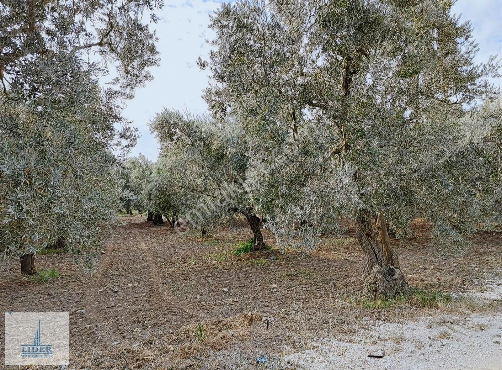 Bursa Orhangazi'de Emsaline Az Rastlanan 7833m2 Süper Zeytinlik - Görsel 9