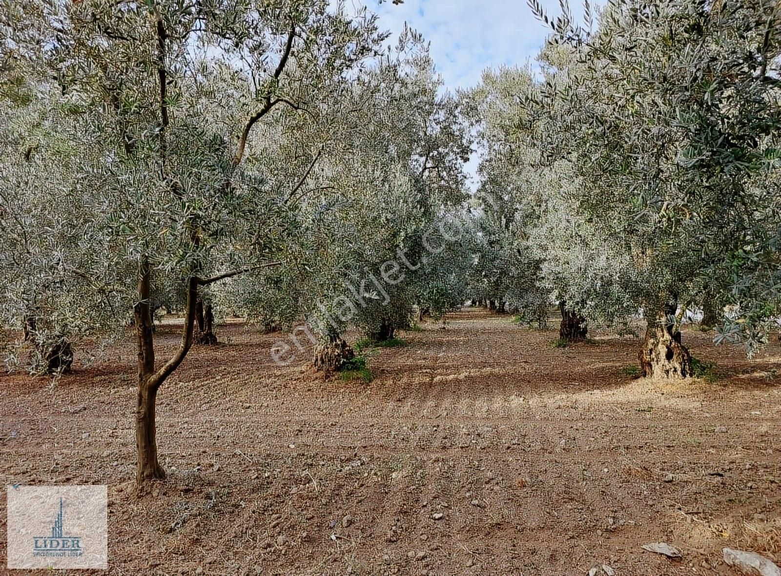 Bursa Orhangazi'de Emsaline Az Rastlanan 7833m2 Süper Zeytinlik - Görsel 14