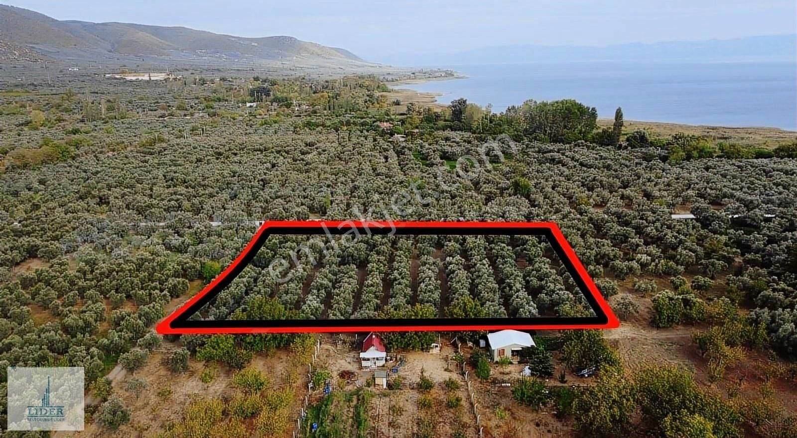 Bursa Orhangazi'de Emsaline Az Rastlanan 7833m2 Süper Zeytinlik - Görsel 2