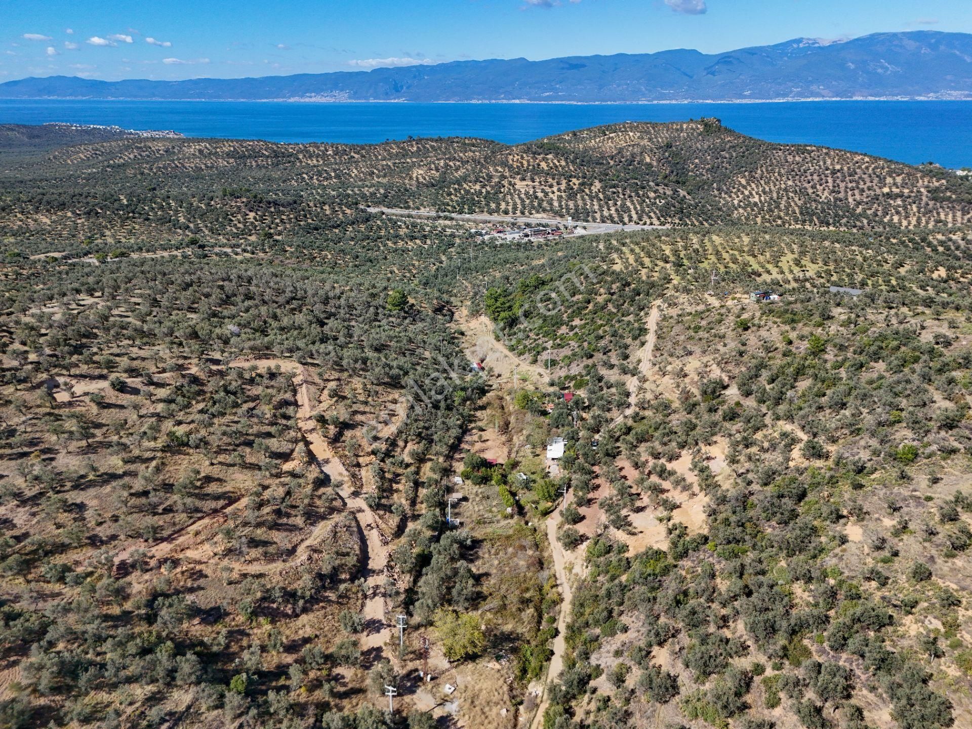 Balıkesir Burhaniye Pelitköy De Satılık Bahçe