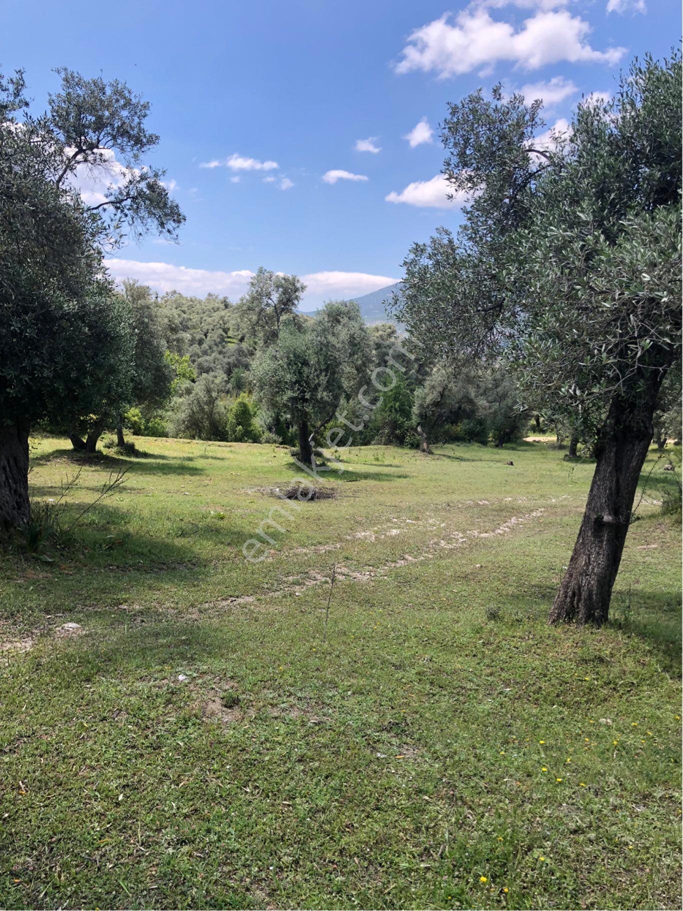 Kırcağız Mahallesinde Satılık Zeytinlik - Görsel 6