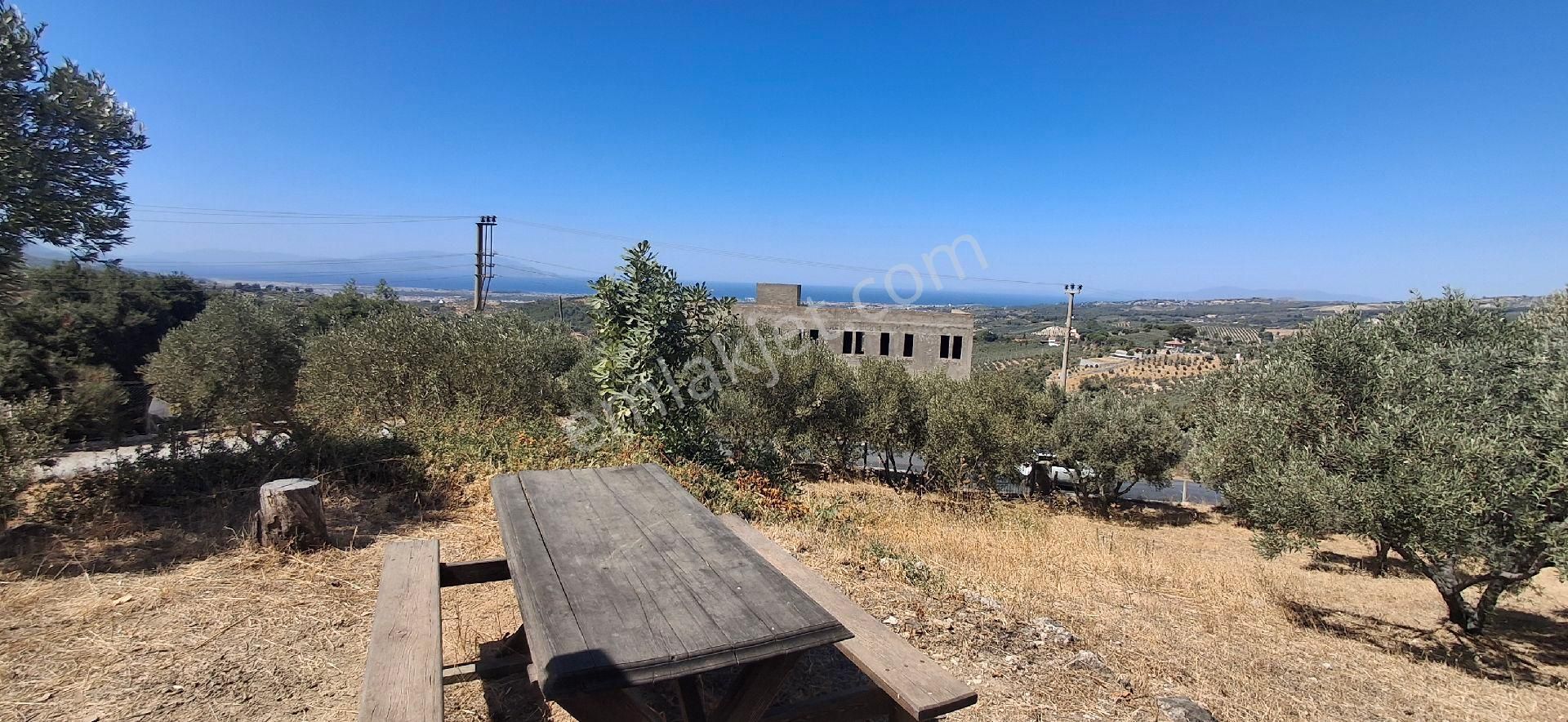Ağaçli Deniz Manzaralı İmar Kapsamında Zeytinlik - Görsel 14
