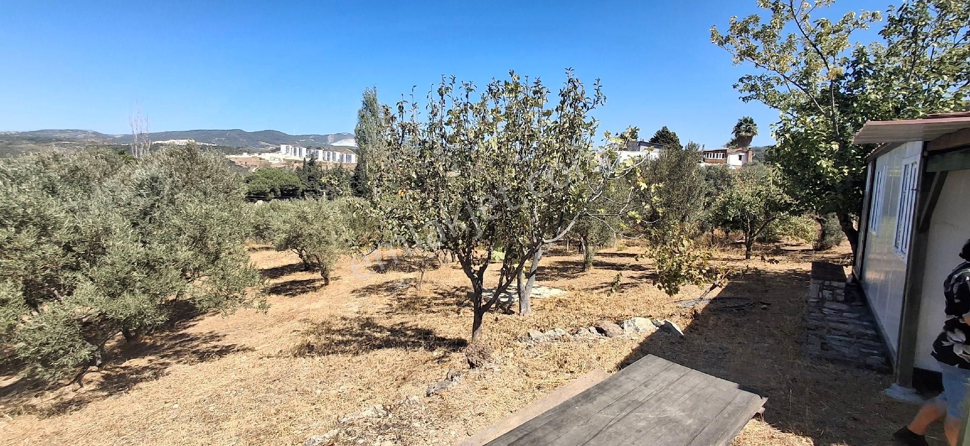 Ağaçli Deniz Manzaralı İmar Kapsamında Zeytinlik - Görsel 9