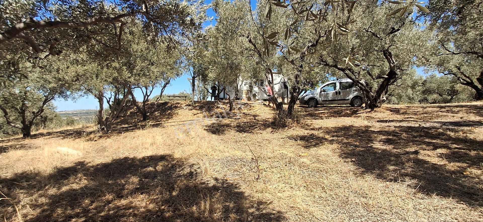 Ağaçli Deniz Manzaralı İmar Kapsamında Zeytinlik - Görsel 5