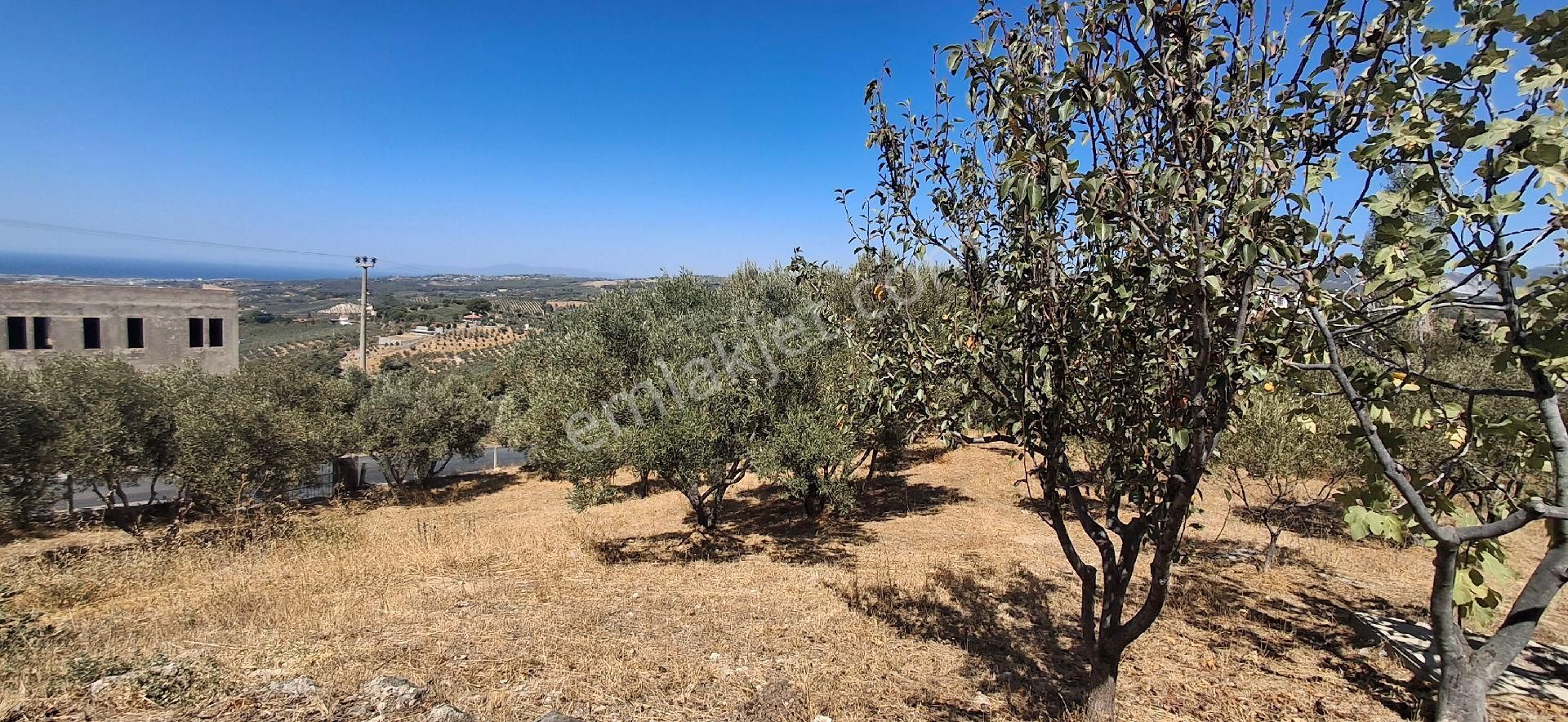 Ağaçli Deniz Manzaralı İmar Kapsamında Zeytinlik - Görsel 13
