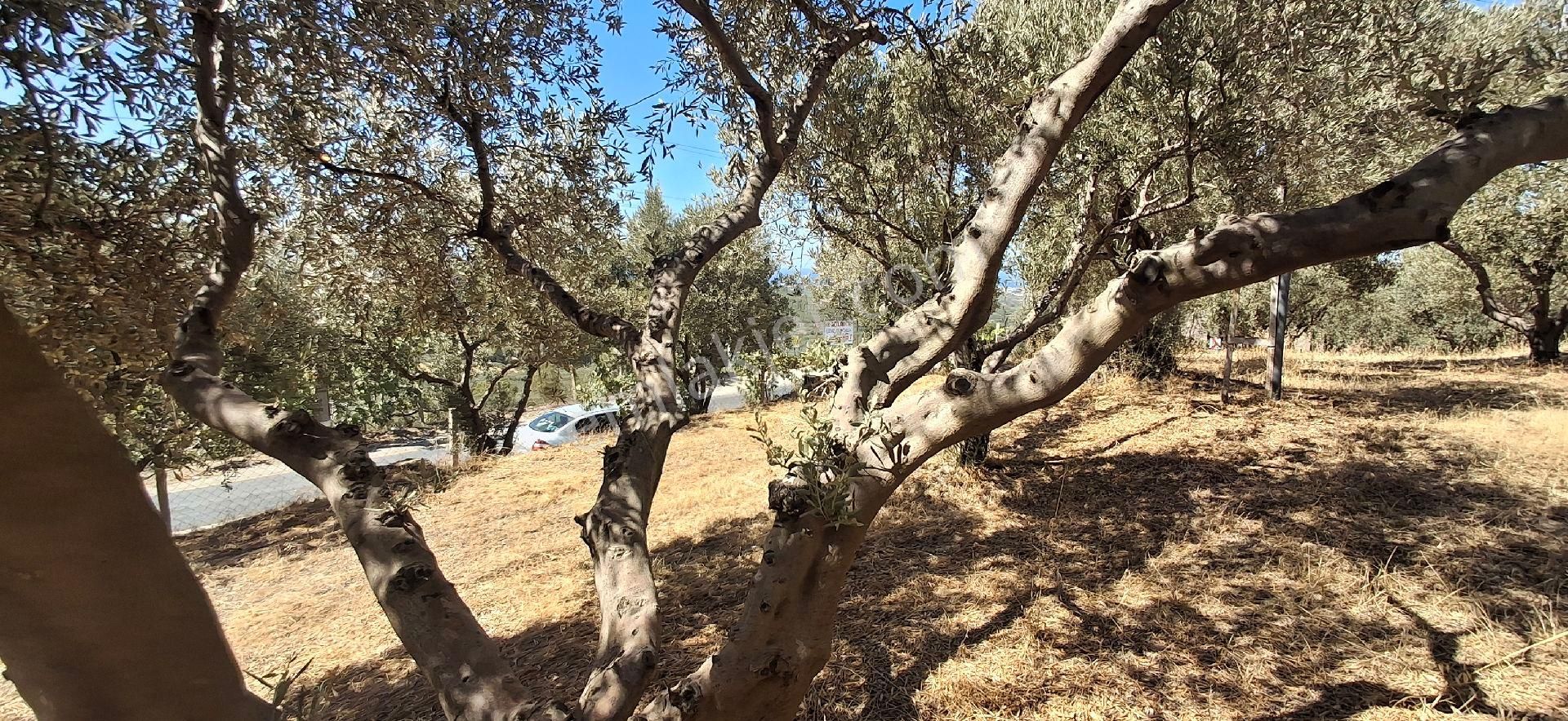Ağaçli Deniz Manzaralı İmar Kapsamında Zeytinlik - Görsel 4